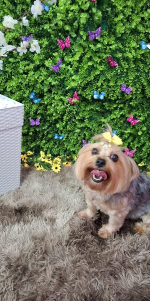 Foto cão