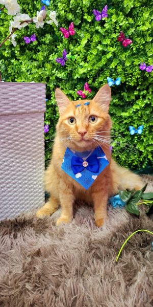 Gatinho banho e tosa União da Vitoria